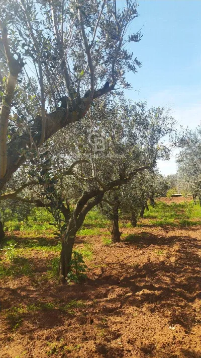 Rustico/Casale in vendita a Mesagne - foto 7