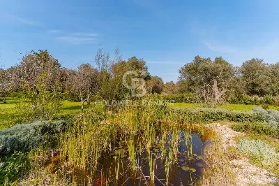 Villa in vendita a Ostuni - foto 5