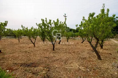 Villa in vendita a Carovigno - foto 9