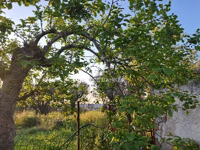 Rustico/Casale in vendita a Brindisi, Sant... - foto 3
