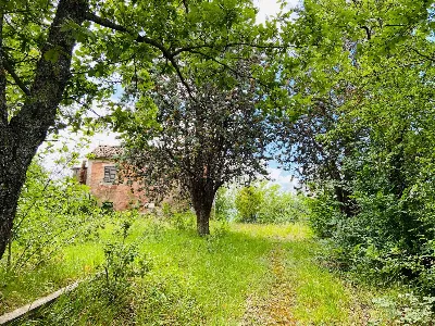 Rustico/Casale in vendita a Belvedere Ostr... - foto 6