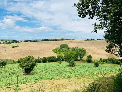 Rustico/Casale in vendita a Belvedere Ostr... - foto 5
