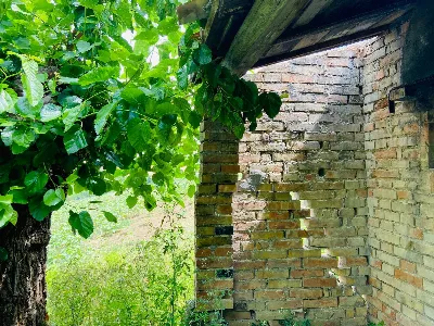 Rustico/Casale in vendita a Belvedere Ostr... - foto 9