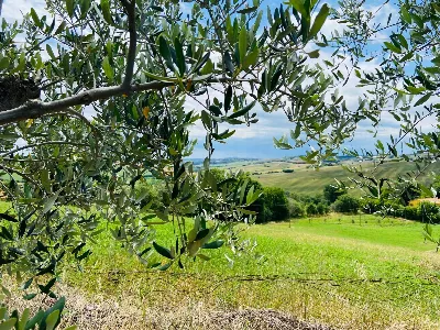 Rustico/Casale in vendita a Belvedere Ostr... - foto 8