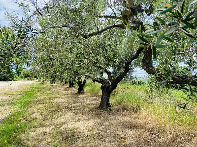 Rustico/Casale in vendita a Belvedere Ostr... - foto 9