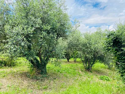 Rustico/Casale in vendita a Belvedere Ostr... - foto 10