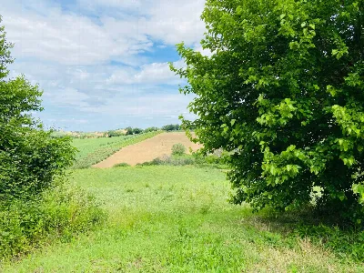 Rustico/Casale in vendita a Belvedere Ostr... - foto 7