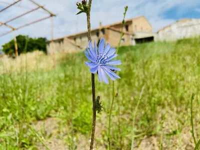 Rustico/Casale a Belvedere Ostrense