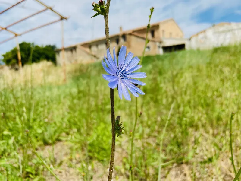 Rustico/Casale in vendita a Belvedere Ostrense - foto 1