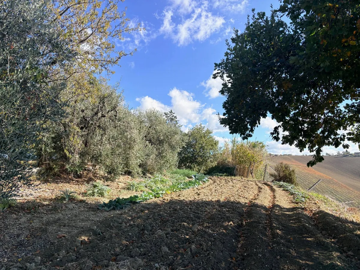 Rustico/Casale in vendita a Belvedere Ostrense - foto 2