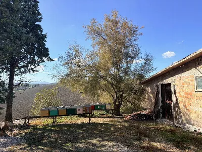Rustico/Casale in vendita a Belvedere Ostr... - foto 4