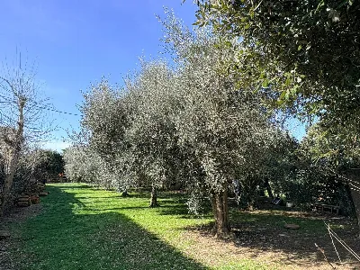 Rustico/Casale in vendita a Chiaravalle - foto 10