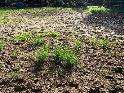 Rustico/Casale in vendita a Chiaravalle - foto 6