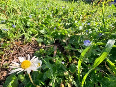 Rustico/Casale in vendita a Chiaravalle - foto 8