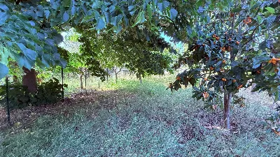 Villa in vendita a Ascoli Piceno - foto 9