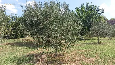 Rustico/Casale in vendita a Offida - foto 7