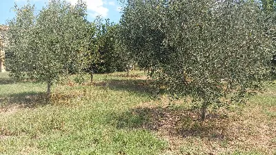 Rustico/Casale in vendita a Offida - foto 8