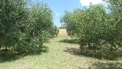 Rustico/Casale in vendita a Offida - foto 9