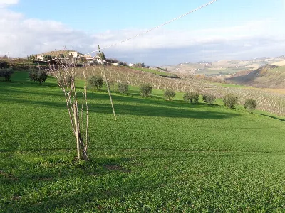 Rustico/Casale in vendita a Cossignano - foto 6