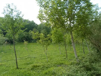 Rustico/Casale in vendita a San Ginesio - foto 7