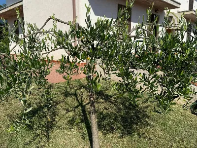 Villa in vendita a Amandola - foto 7