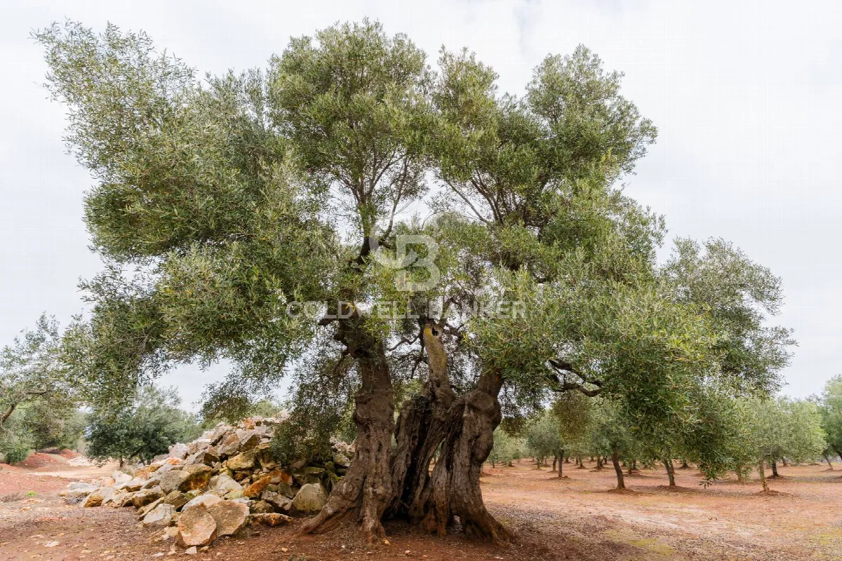 Villa in vendita a Ostuni - foto 5