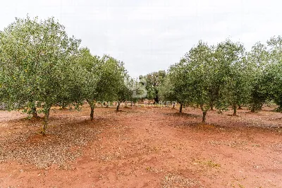 Villa in vendita a Ostuni - foto 8