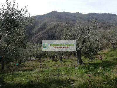 Rustico/Casale in vendita a Perinaldo - foto 10
