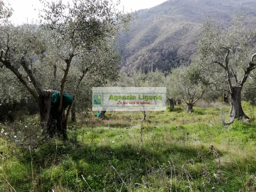 Rustico/Casale in vendita a Perinaldo - foto 2