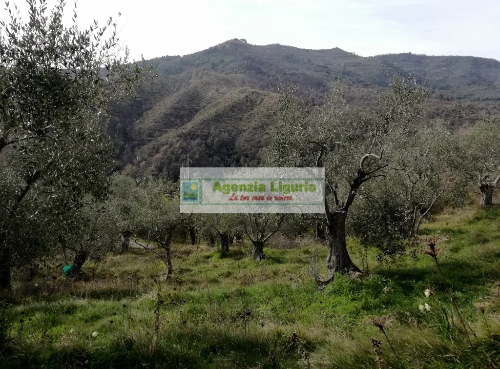 Rustico/Casale in vendita a Perinaldo - foto 4