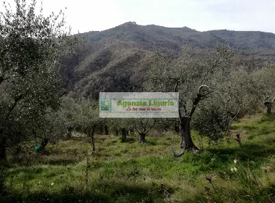 Rustico/Casale in vendita a Perinaldo - foto 4
