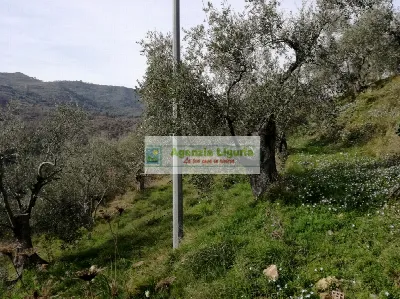 Rustico/Casale in vendita a Perinaldo - foto 5