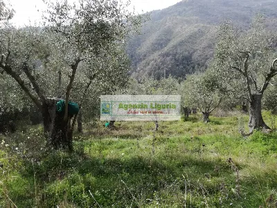 Rustico/Casale in vendita a Perinaldo - foto 6
