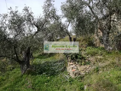 Rustico/Casale in vendita a Perinaldo - foto 7