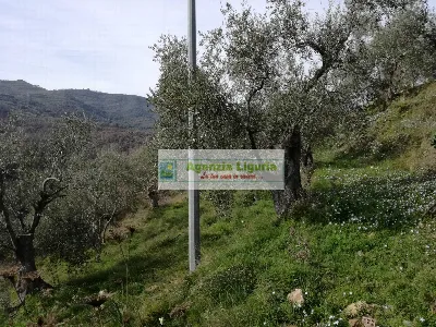 Rustico/Casale in vendita a Perinaldo - foto 9