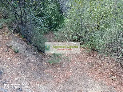 Rustico/Casale in vendita a Perinaldo - foto 4