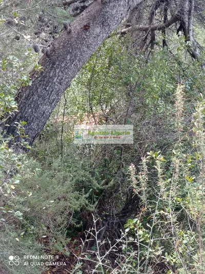 Rustico/Casale in vendita a Perinaldo - foto 5