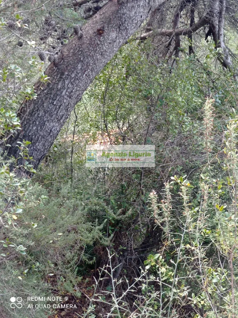 Rustico/Casale in vendita a Perinaldo - foto 5