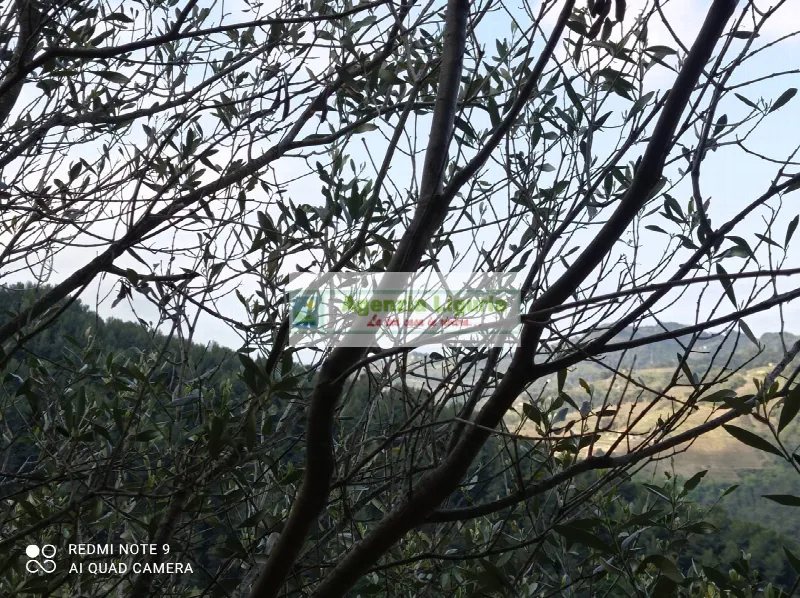 Rustico/Casale in vendita a Perinaldo - foto 7