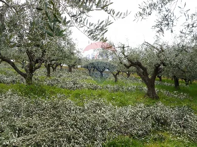 Rustico/Casale in vendita a Lanciano - foto 4