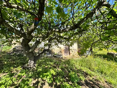 Rustico/Casale in vendita a Mozzagrogna - foto 4
