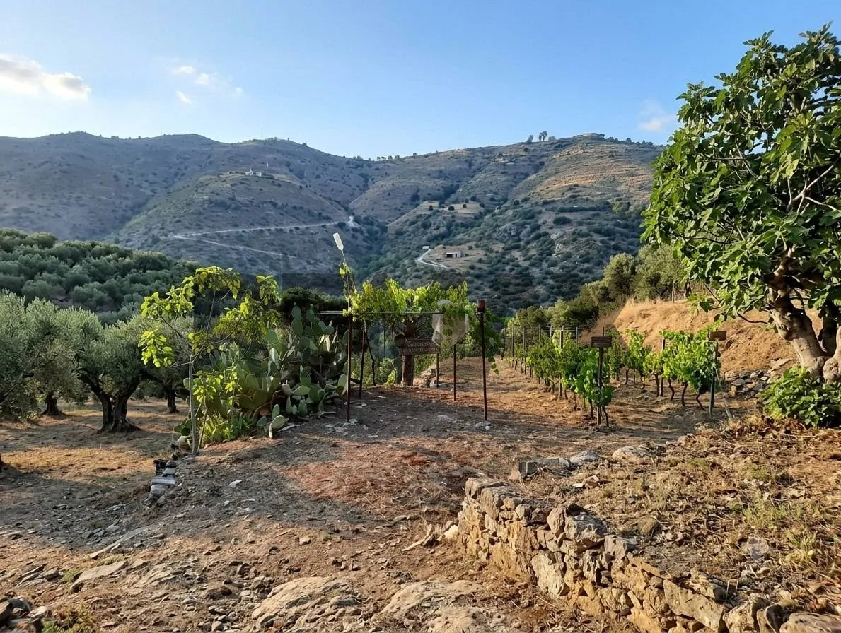 Villa in vendita a Gratteri - foto 5