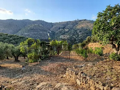 Villa in vendita a Gratteri - foto 5