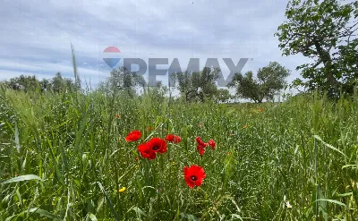 Villa in vendita a Santeramo in Colle - foto 6