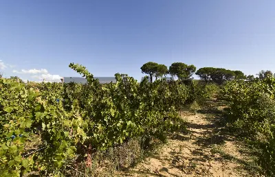 Villa in vendita a Mineo - foto 10