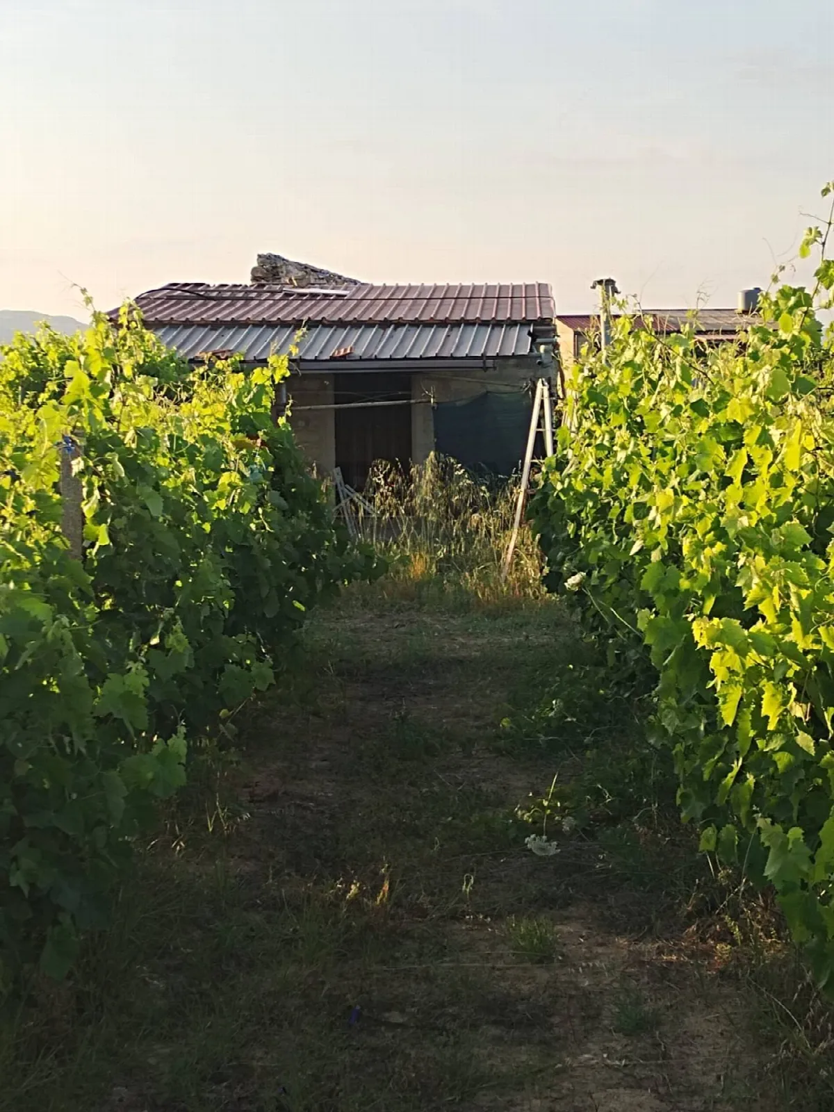 Villa in vendita a Mineo - foto 2