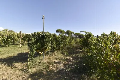 Villa in vendita a Mineo - foto 9