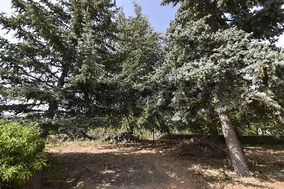 Villa in vendita a Biancavilla - foto 5