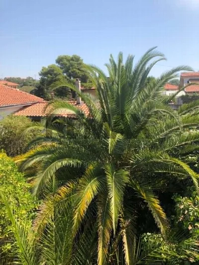 Villa in vendita a Pedara - foto 7