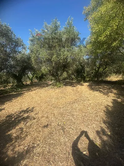 Villa in vendita a Velletri - foto 3